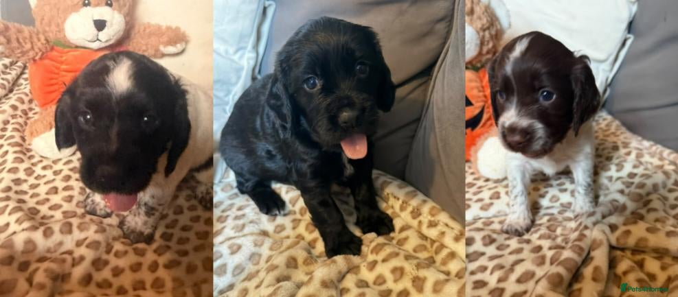 Cocker Spaniel dogs COCKER SPANIELS 2 Boys 1 Girl SCARBOROUGH  - Advert 4