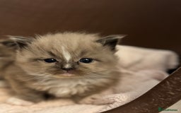 Ragdoll cats for sale: 3 beautiful ragdolls - Image 15