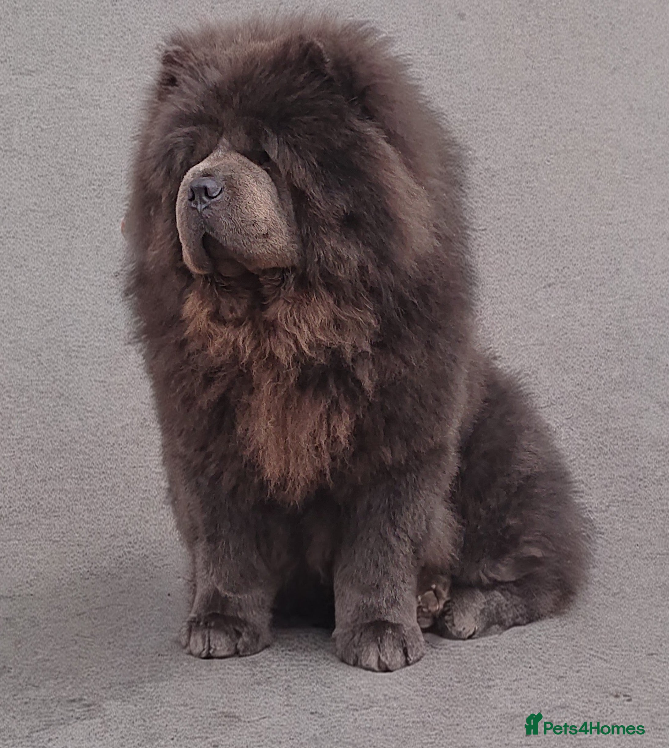 Chow Chow dogs 💙 Blue Kc chow chow Stud🔥💙🔥 - Advert 6