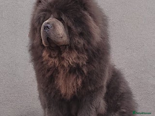 Chow Chow dogs 💙 Blue Kc chow chow Stud🔥💙🔥 - Advert 12