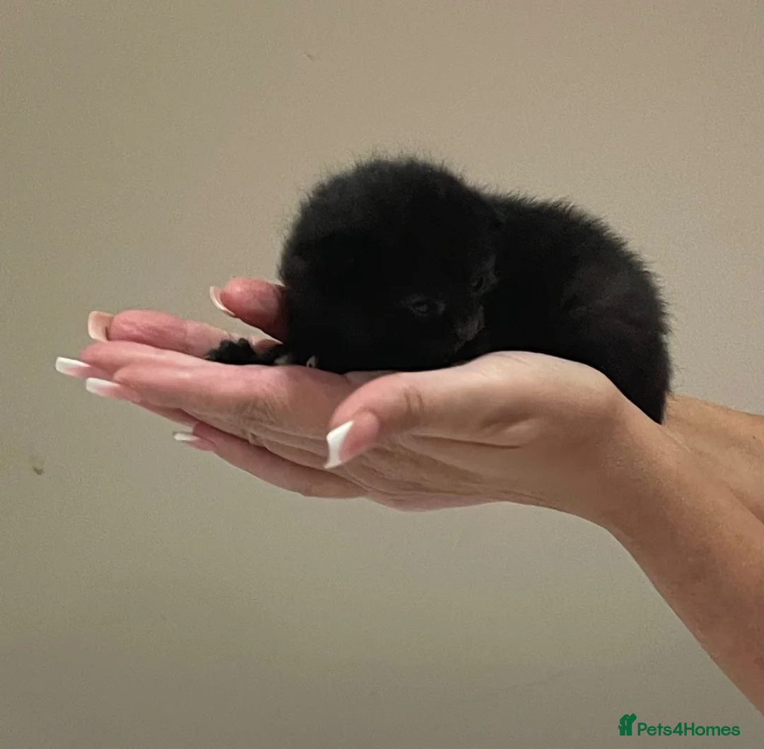 Mixed Breed cats for sale:     Beautiful Litter of 5 – 4 Kittens Available 🐾 - Advert 6
