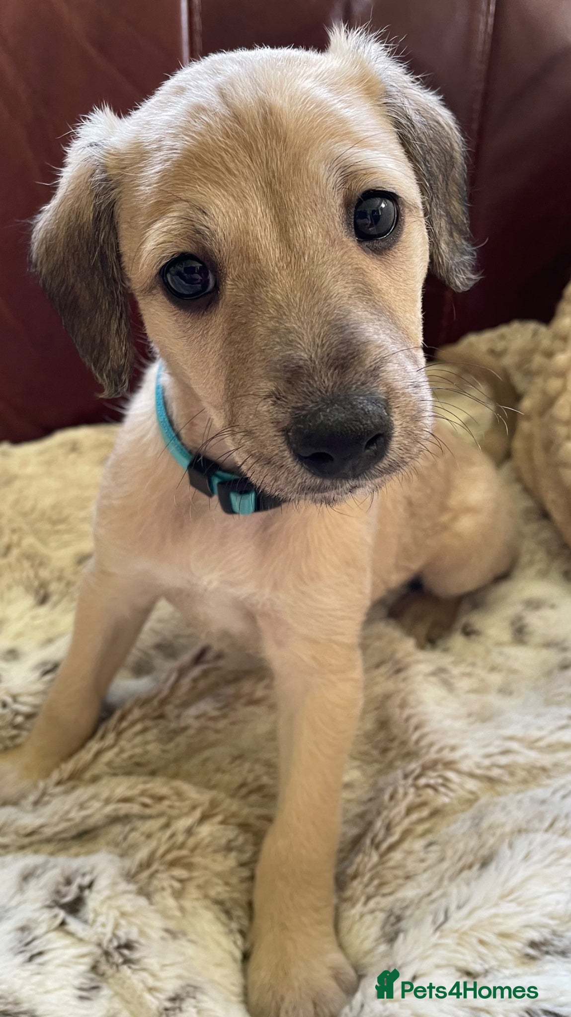 Mixed Breed dogs F1 Bedlington /Whippet  puppy - Advert 1