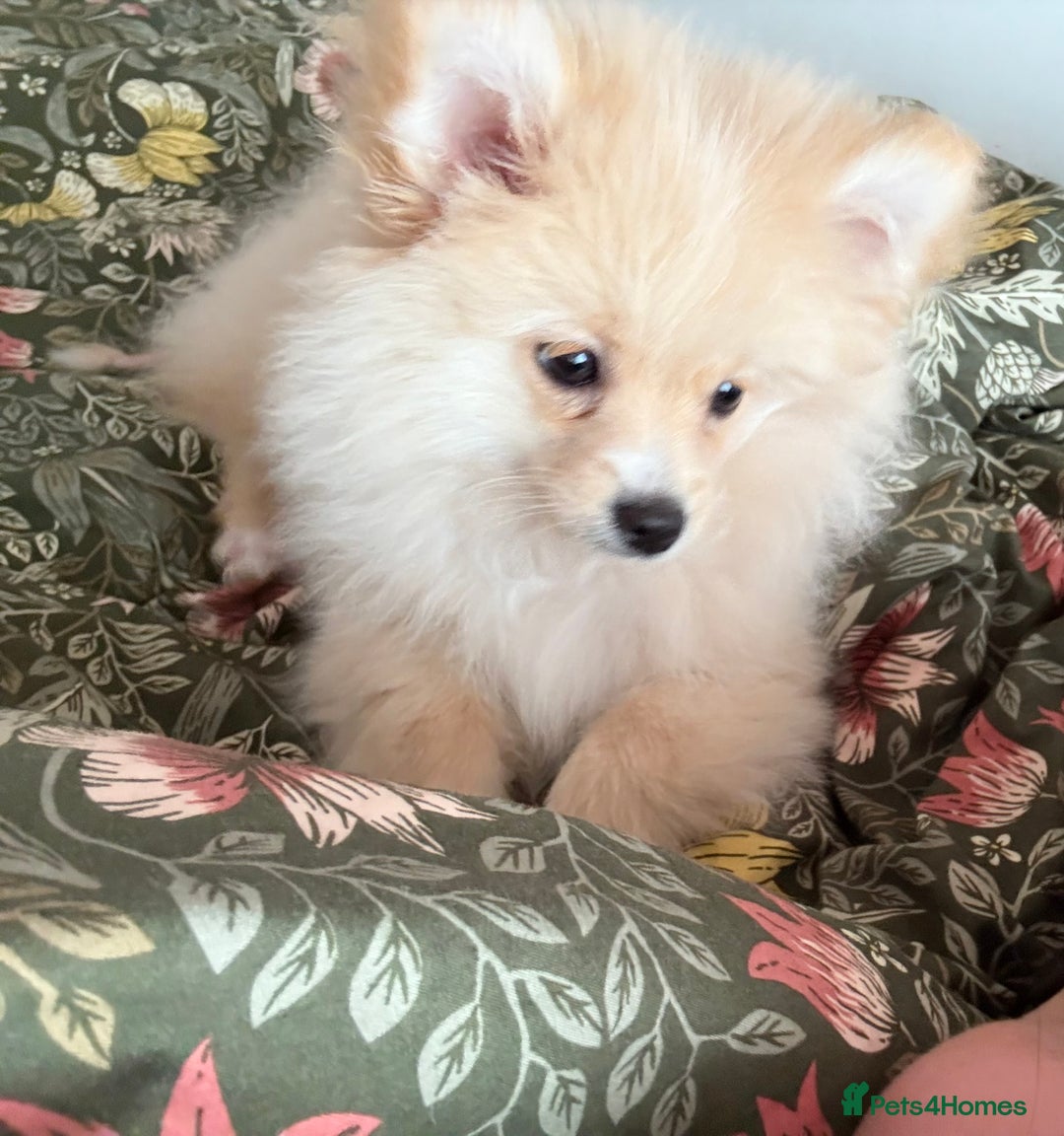 Pomeranian dogs for sale: Fluffy Female Pomeranian Pup  - Image 4