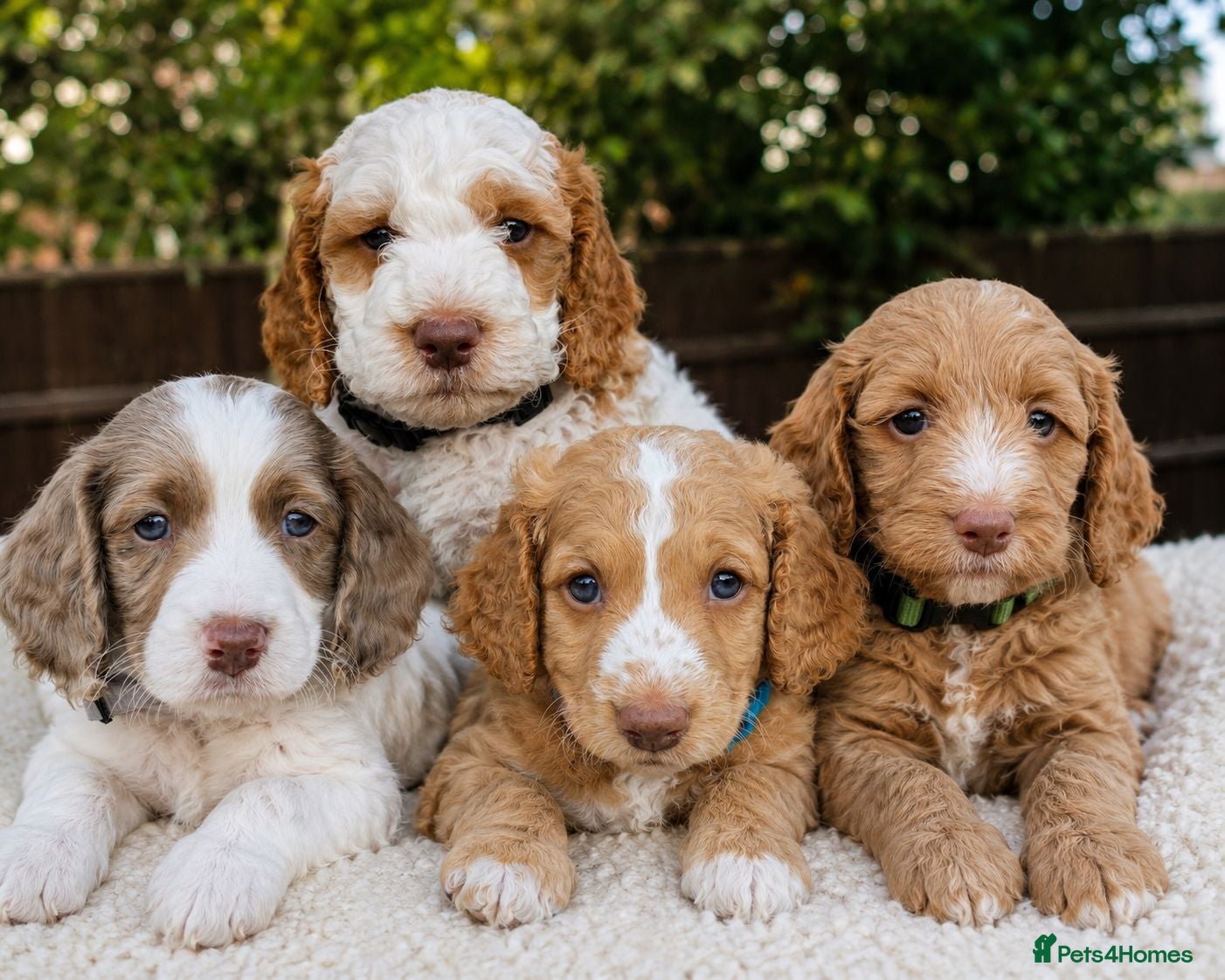 Cockapoo dogs Apricots Parti Most loved Cockapoo Puppies - Advert 2