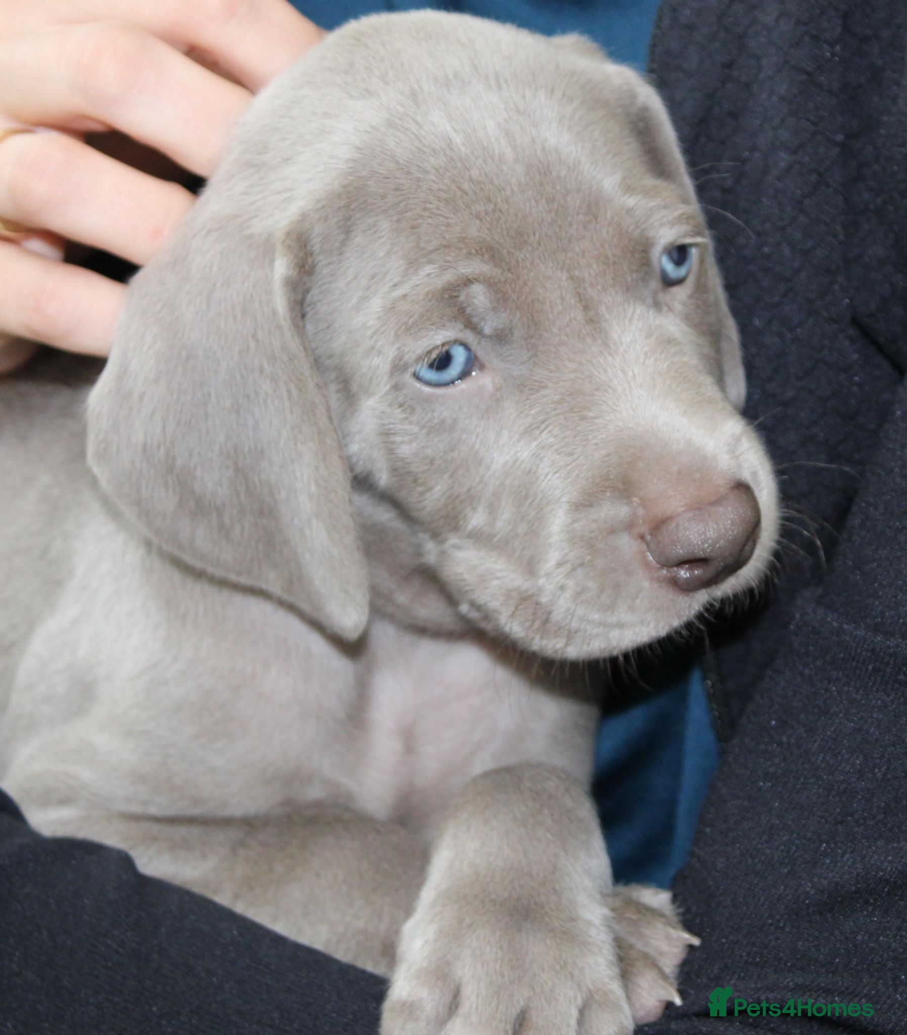 Weimaraner dogs Stunning pedigree puppies, London, ready 18 Sep - Advert 7