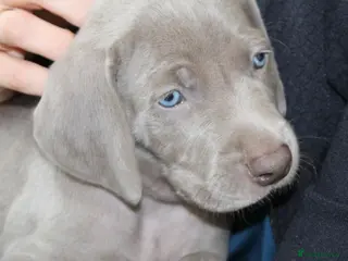 Weimaraner dogs Stunning pedigree puppies, London, ready 18 Sep - Advert 7