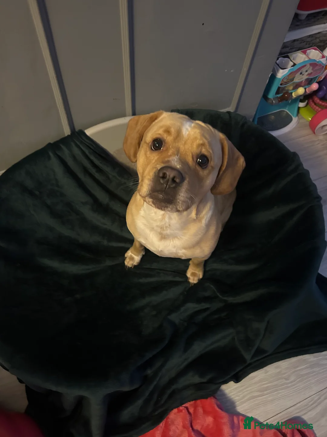 Mixed Breed dogs for sale:  Mixed breed cockerbull x  - Advert 12