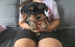 Yorkshire Terrier dogs for sale: Beautiful Yorkshire Terrier Puppies Ready Soon - Image 7