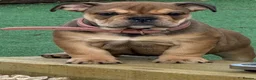 English Bulldog dogs for sale: 8 month old bulldog  - Advert 2