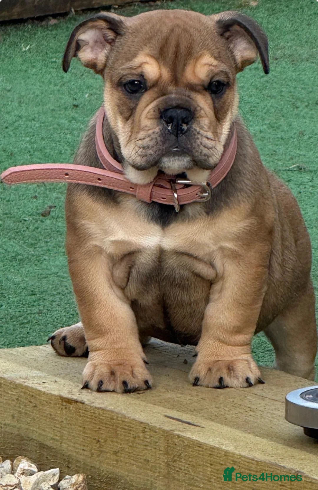 English Bulldog dogs for sale: 8 month old bulldog  - Advert 2