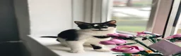 Mixed Breed cats for sale: Female cat for good home  - Advert 2