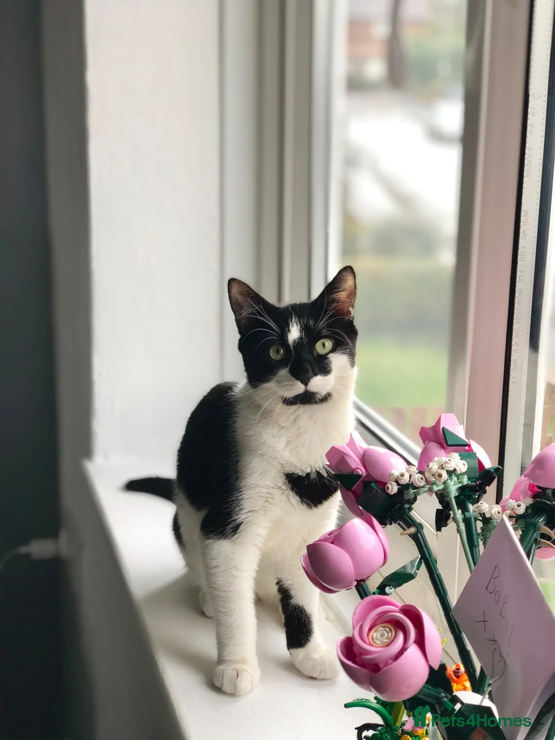 Mixed Breed cats for sale: Female cat for good home  - Advert 2