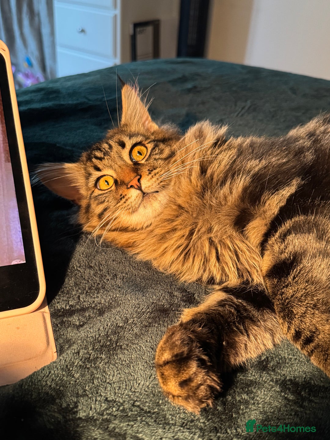 Mixed Breed cats for sale: Two lovely kittens looking for their forever home - Advert 5