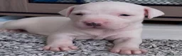Staffordshire Bull Terrier dogs for sale: 🐾 Only 3 beautiful puppies remaining! 🐾 - Advert 6
