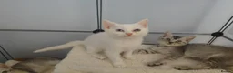 Mixed Breed cats for sale: 2 beautiful girls British shorthair mix - Advert 3