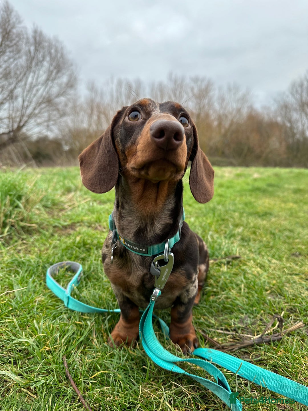 Miniature Dachshund dogs for sale: Otto  - Advert 17