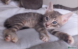 Bengal cats for sale: BENGAL Cross Kittens ♡ BLUE | READY NOW - Image 3