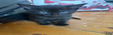 Mixed Breed Kitten 1