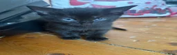 Mixed Breed cats for sale: Have three beautiful kittens for sale  - Advert 6