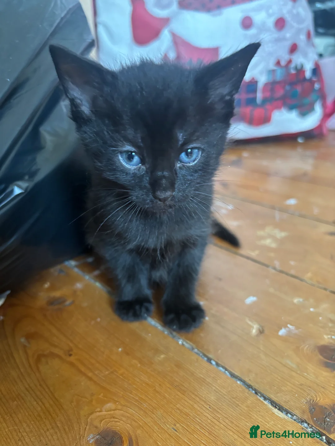Mixed Breed cats for sale: Have three beautiful kittens for sale  - Advert 6