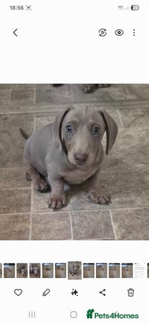 Miniature Dachshund dogs - Advert 9