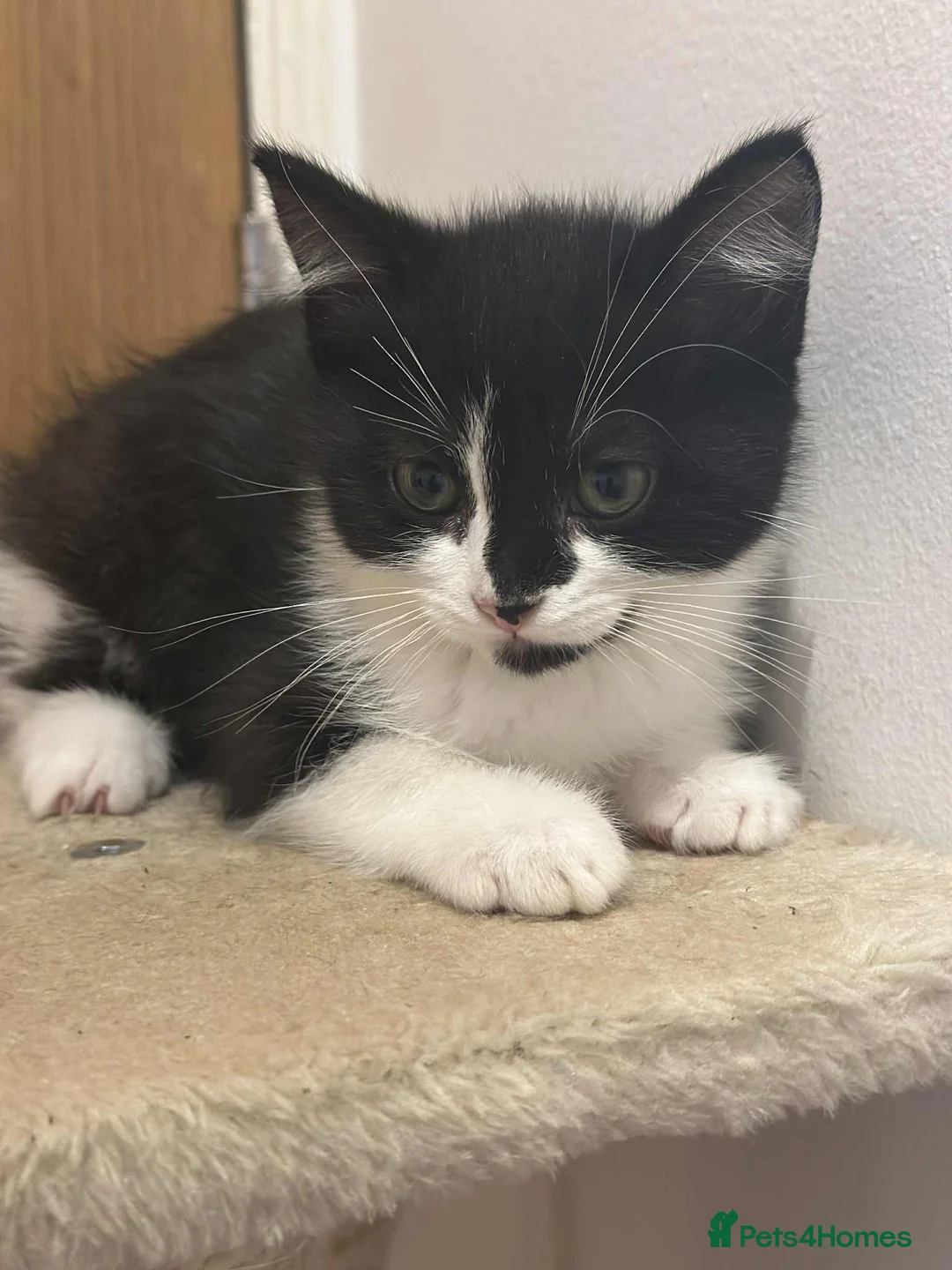 Mixed Breed cats for sale: 3 Beautiful Kittens - Advert 2