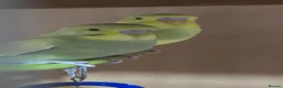 Budgerigars birds for sale: Gorgeous Baby Budgies - Advert 12