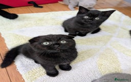 Scottish Fold cats for sale: Beautiful kittens are looking for a new home🥰✨ - Image 7