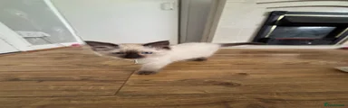 Ragdoll 3