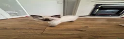 Ragdoll cats for sale: Purebred Ragdoll Boys  in St Albans - Advert 14
