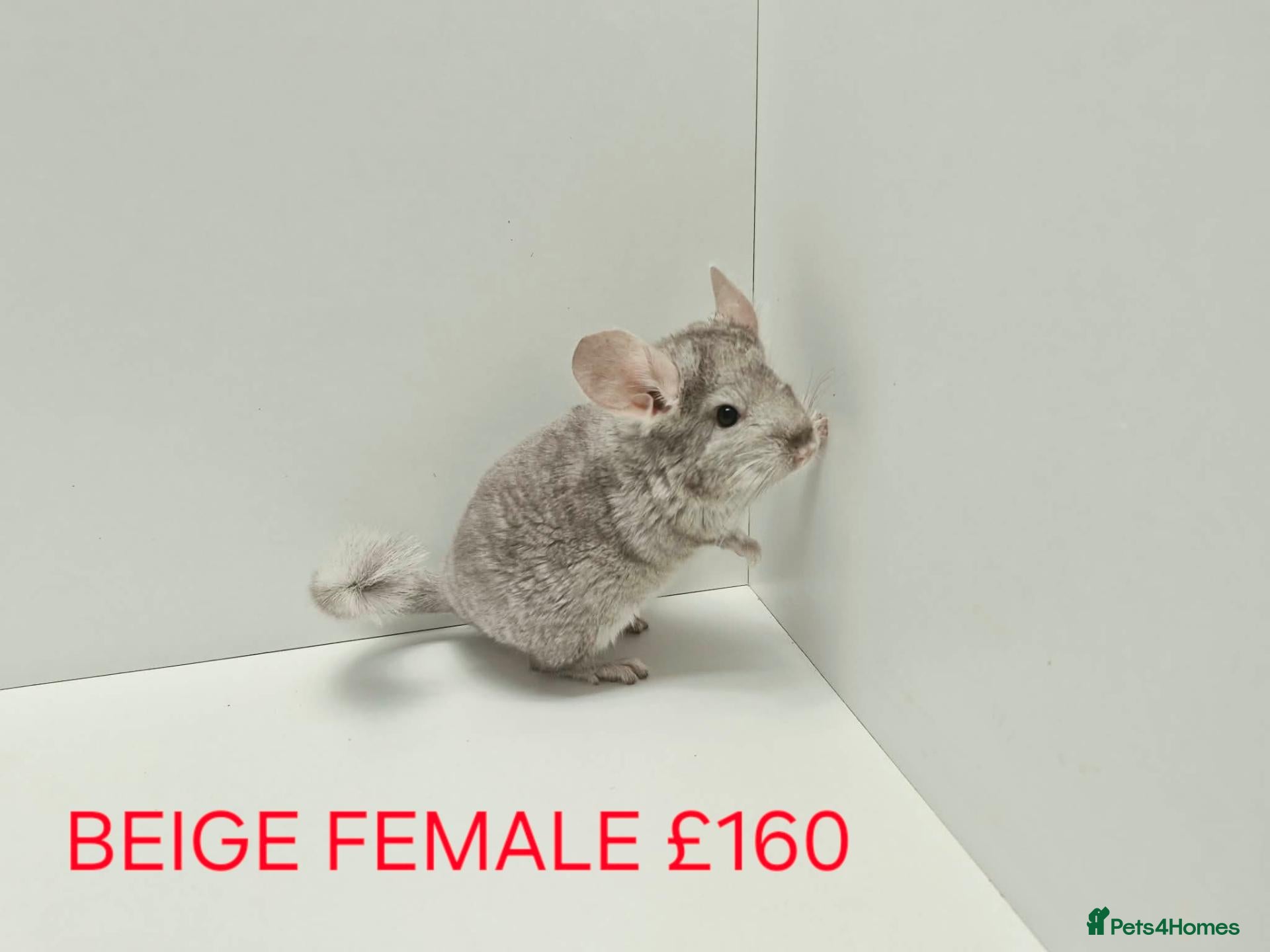 Chinchilla rodents TAME&FRIENDLY BABIES CHINCHILLA MIX COLOUR&GENDER  - Advert 2