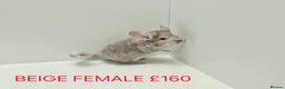 Chinchilla rodents for sale: TAME&FRIENDLY BABIES CHINCHILLA MIX COLOUR&GENDER  - Advert 5