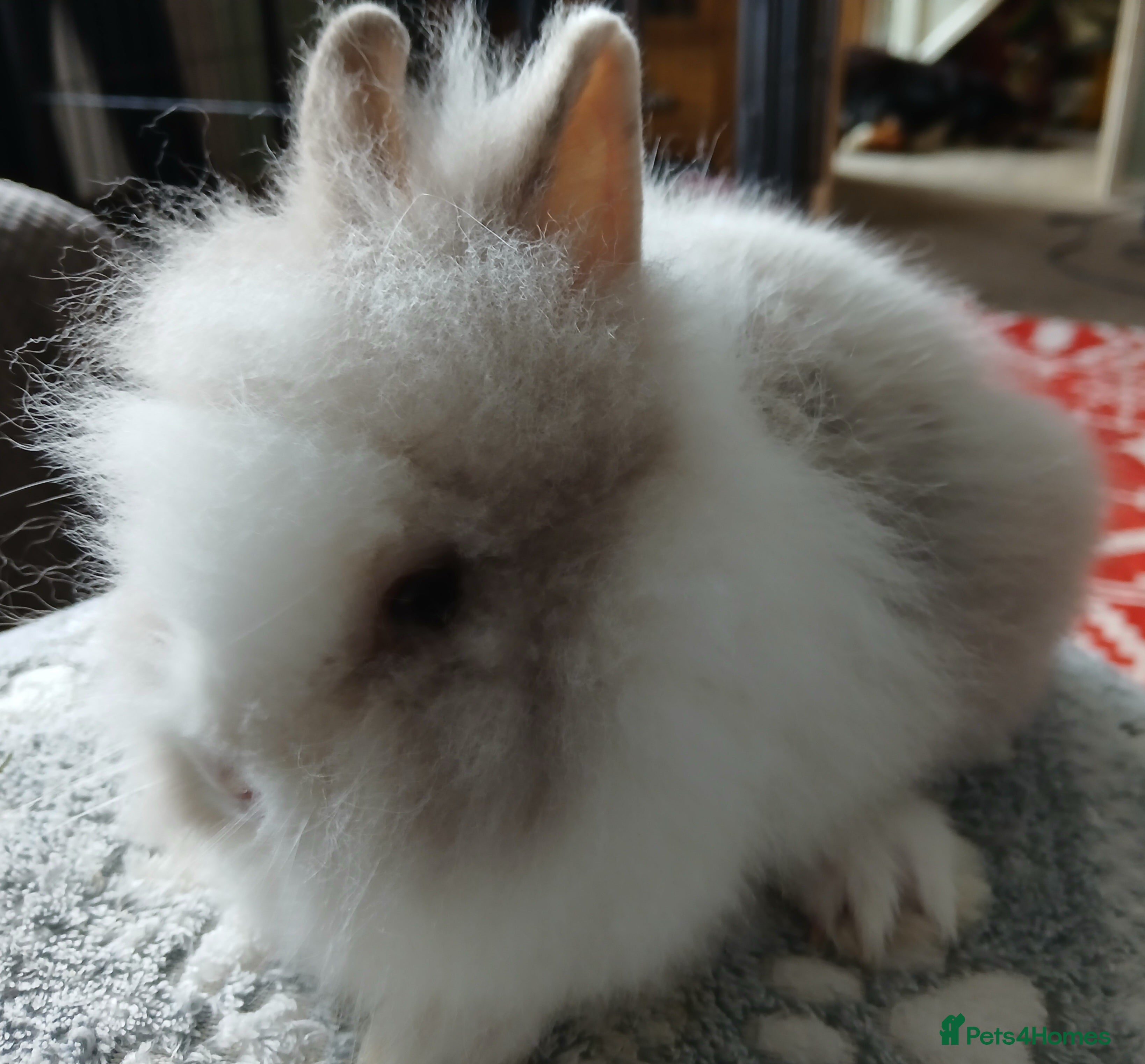 Lionhead rabbits Stunning DM Lionhead female baby rabbits  - Advert 20