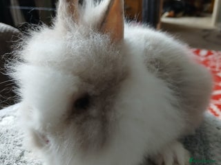 Lionhead rabbits Stunning DM Lionhead female baby rabbits - Advert 6