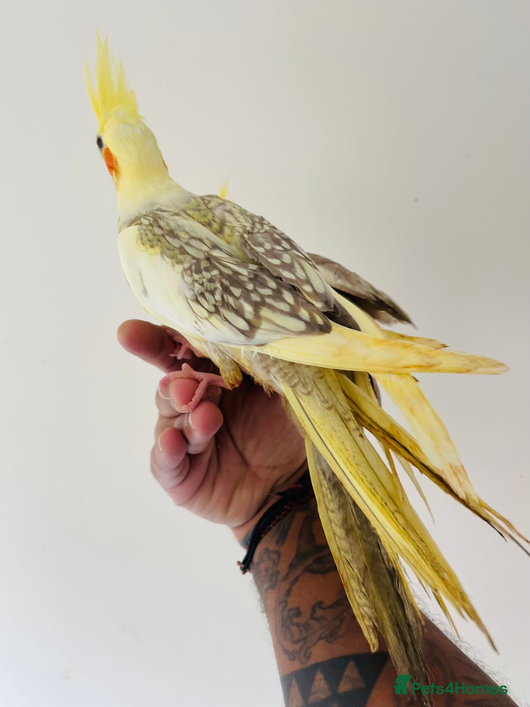 Cockatiels birds for sale: Hand reared cockatiels for sale  - Image 5