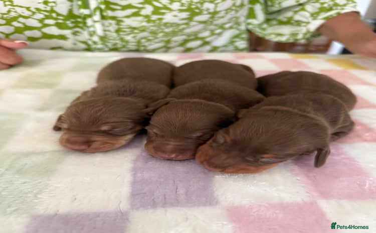 Miniature Dachshund dogs - Advert 12