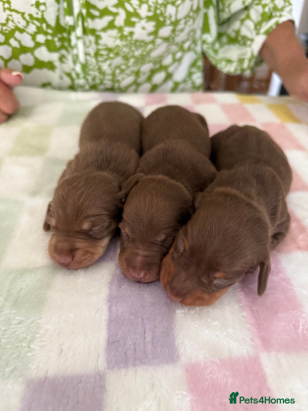 Miniature Dachshund dogs for sale: BEAUTIFUL MINIATURE DACHSHUNDS K.C REG!! - Image 1