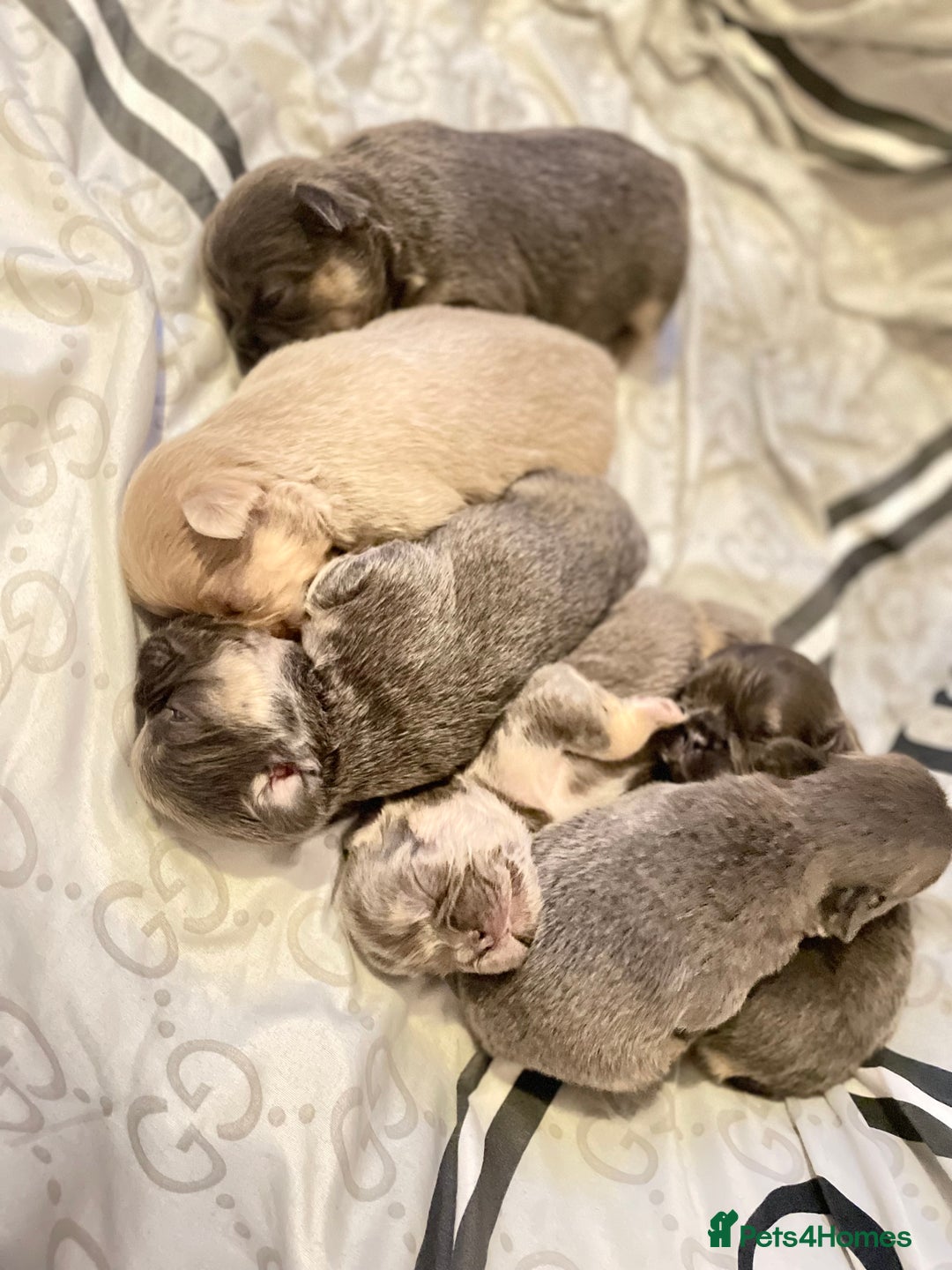 French Bulldog dogs for sale: 🩷🐶🐾6 Adorable fluffy French bulldogs 🩷🐶🐾 - Advert 7