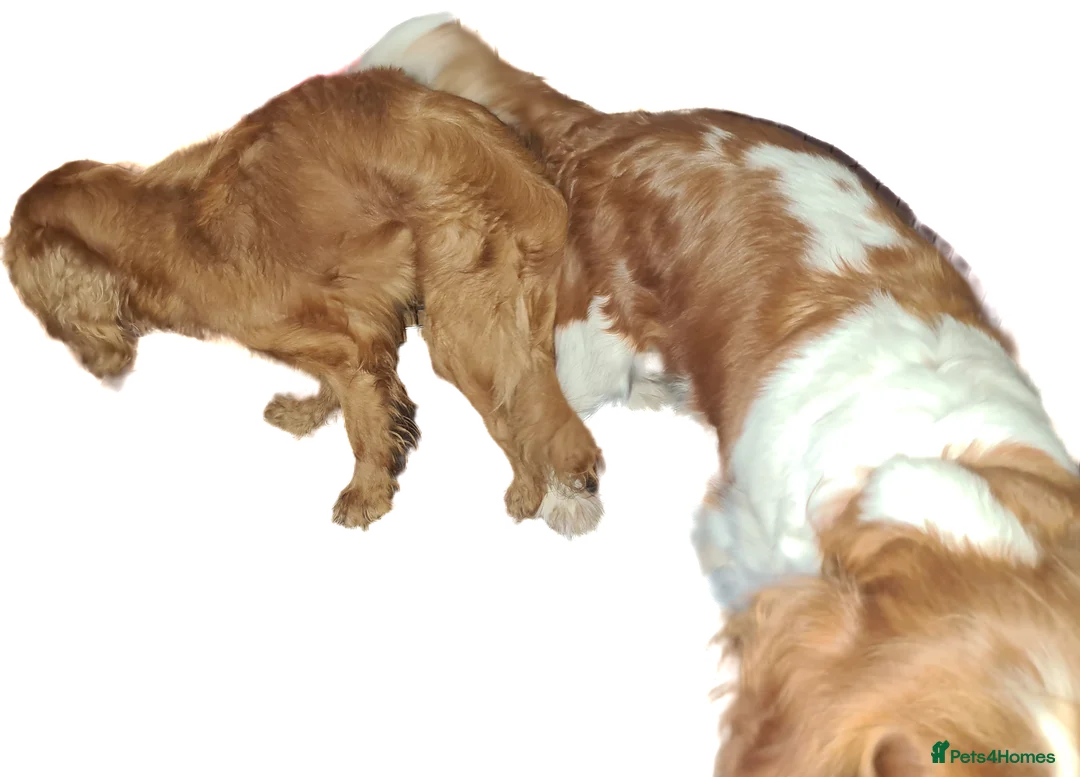 Cavalier King Charles Spaniel dogs for stud:  HEALTH TESTED kc cavalier king charles for stud  in Bedford - Advert 8