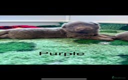 German Shepherd dogs for sale: Kc registered DNA Health tested gsd puppies - Image 7