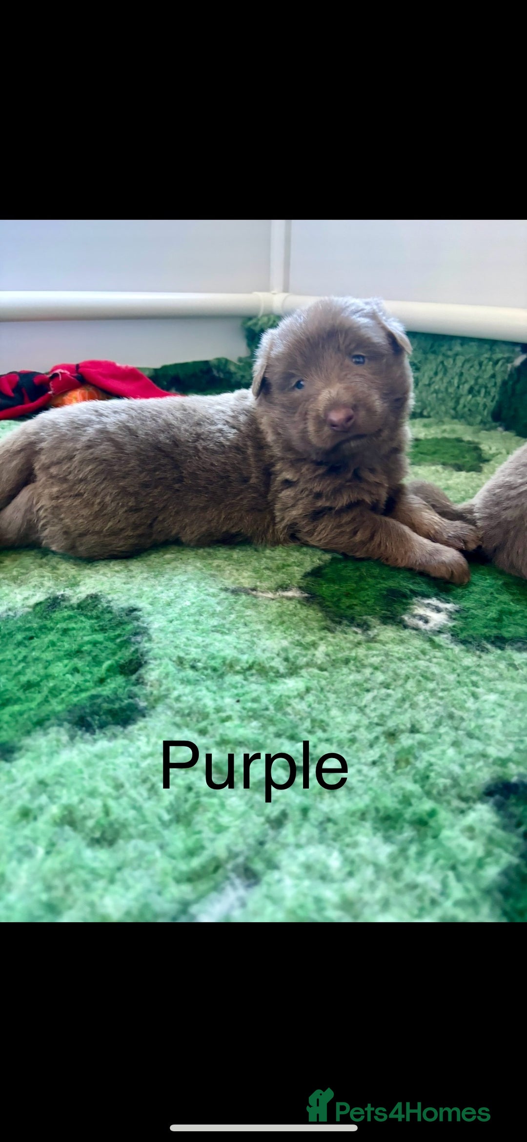 German Shepherd dogs for sale: Kc registered DNA Health tested gsd puppies - Image 7