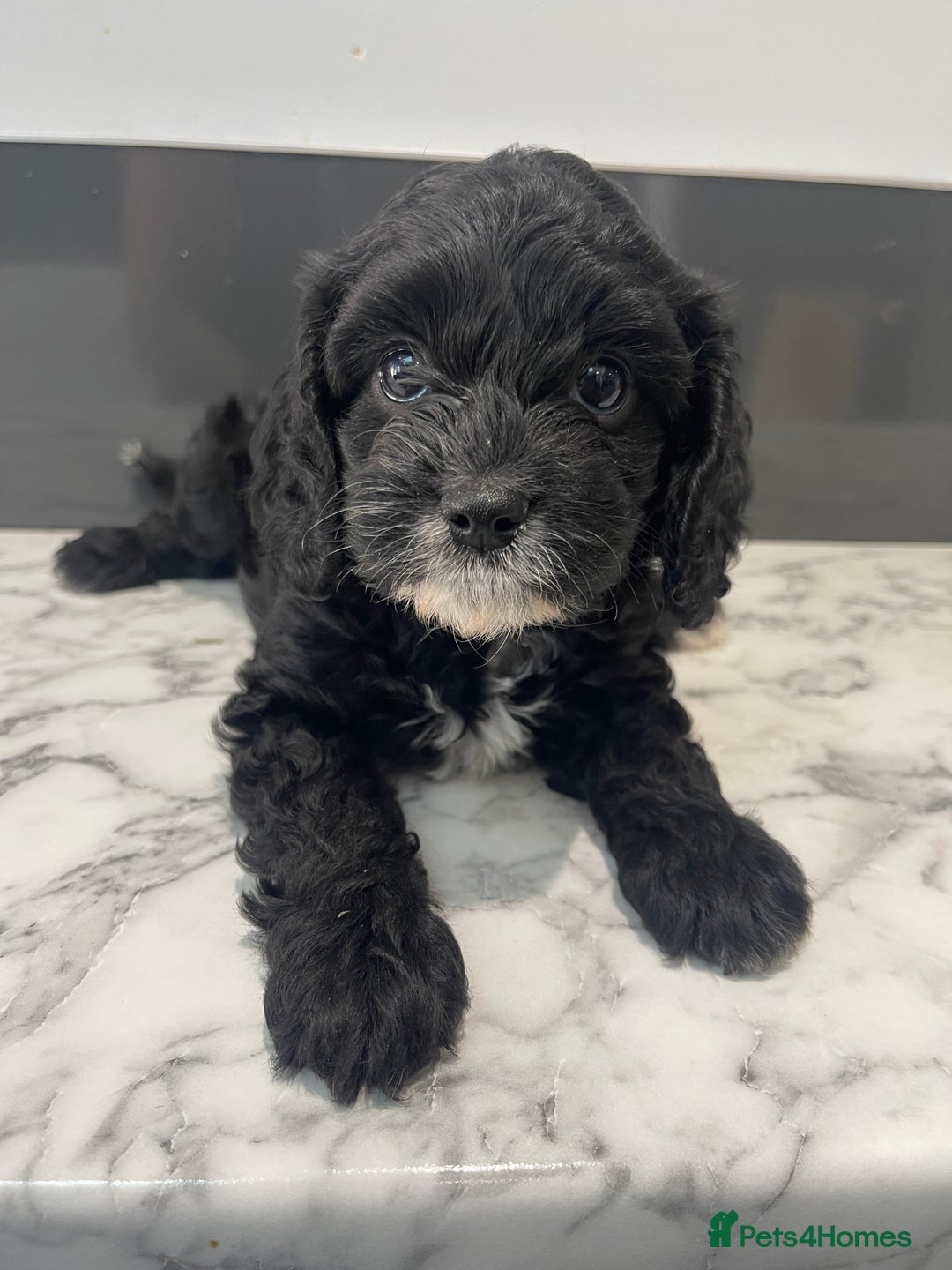Cavapoo dogs for sale: Adorable Healthy Cavapoo Puppies  - Image 22