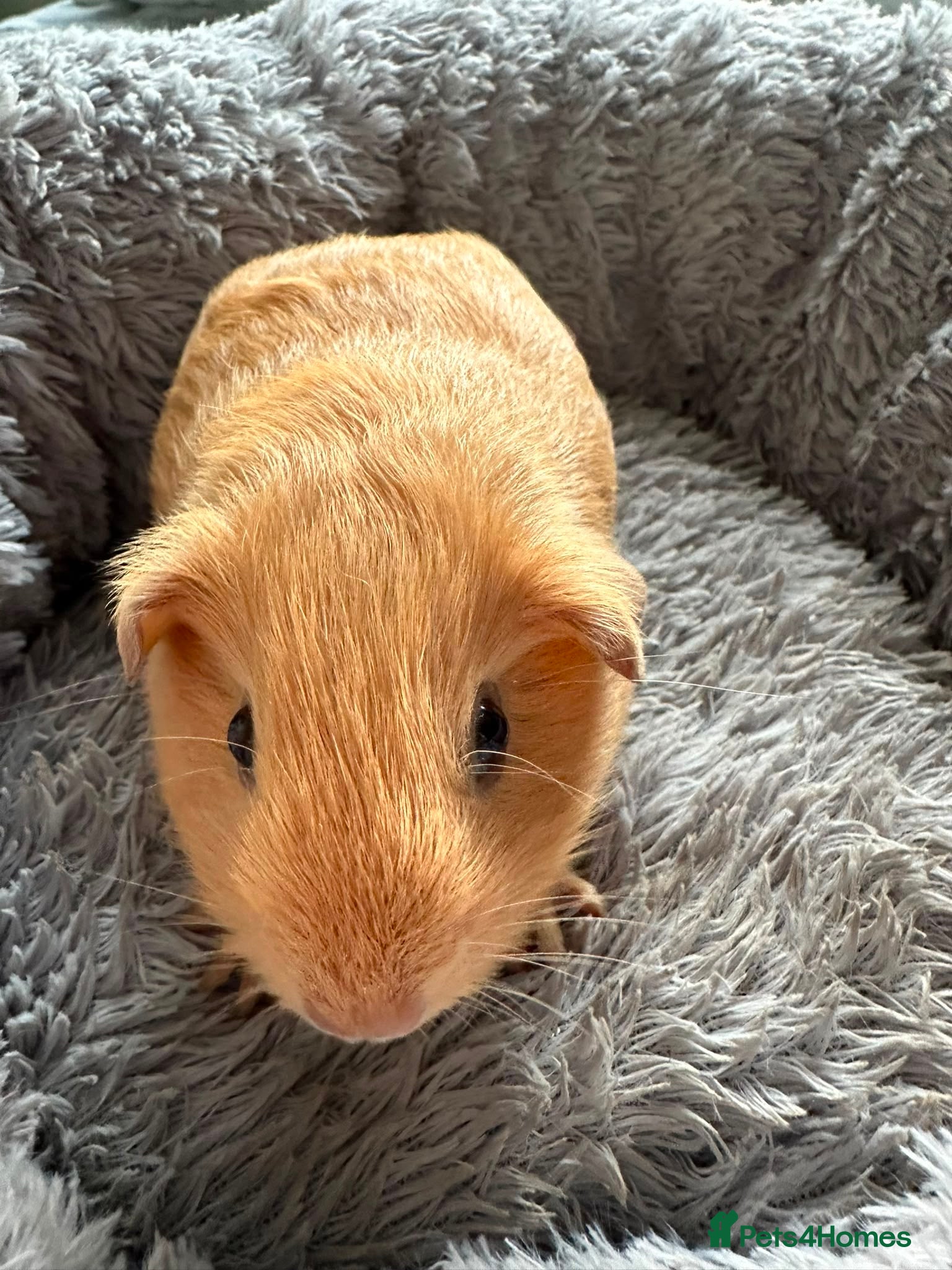 Guinea Pig rodents Guinea pig baby boy for sale  - Advert 2
