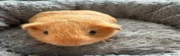 Guinea Pig rodents for sale: Guinea pig baby boy for sale  in London - Advert 2