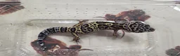 Leopard Gecko reptiles for sale: Leopard gecko for sale - Advert 4