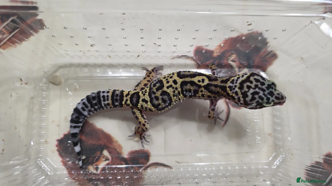 Leopard Gecko reptiles for sale: Leopard gecko for sale - Advert 4