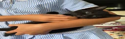 Mixed Breed cats for sale: Black kittens for sale litter tray trained  - Advert 2
