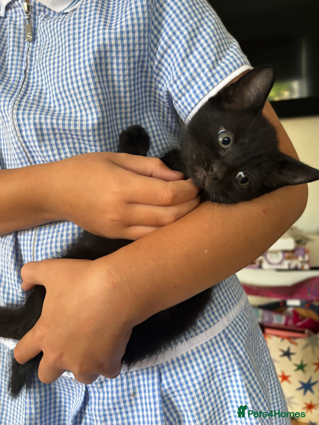 Mixed Breed cats for sale: Black kittens for sale litter tray trained  - Advert 2