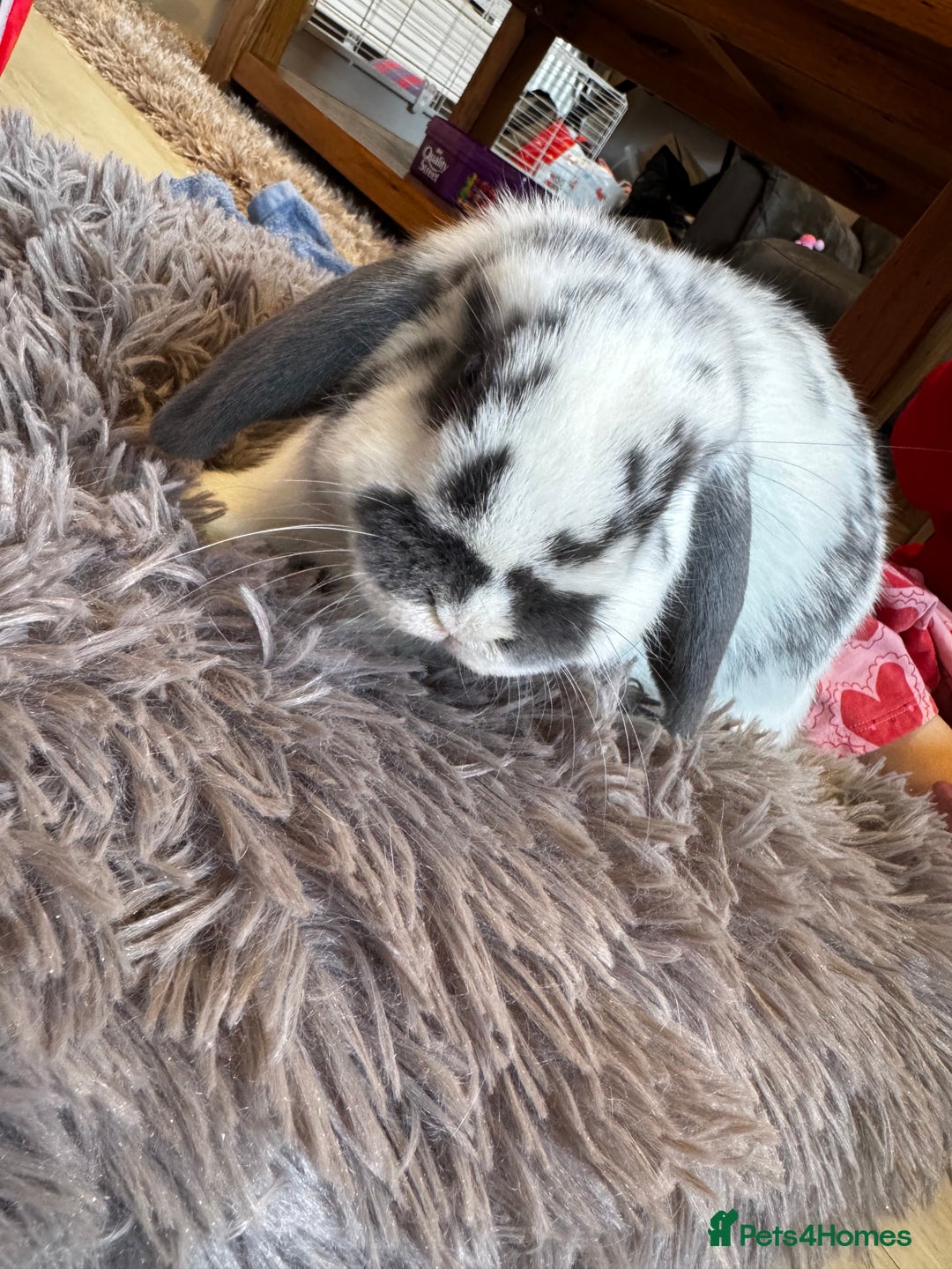 Mini Lop rabbits for sale: Mini Lop bunnies for sale  - Advert 23