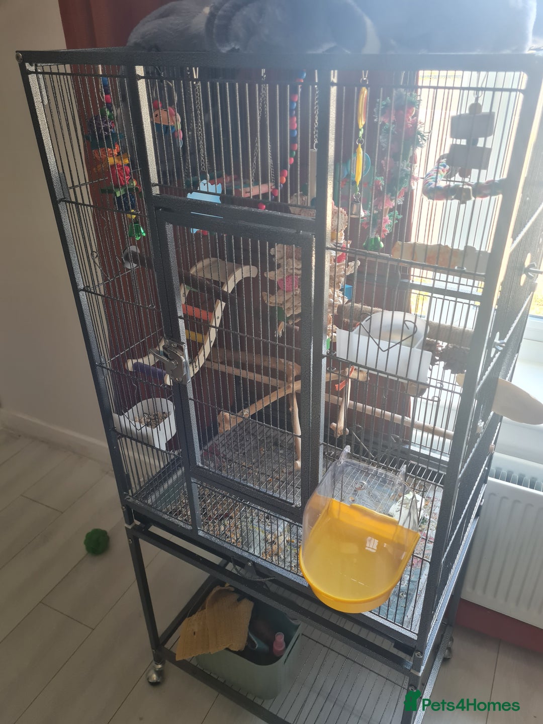 Conures birds for sale: Conure  full tame  6 months  old tame as he'll  in Halifax - Image 3